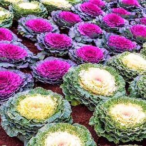 100+ Ornamental Flowering Kale Seeds, Brassica oleracea, Decorative Garden Plant image 2