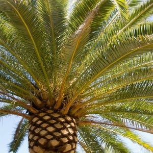 10+ Phoenix Canariensis Frön, Kanarieöarnas Dadelpalm, Kanariepalmfrön, Prydnadspalm bild 13