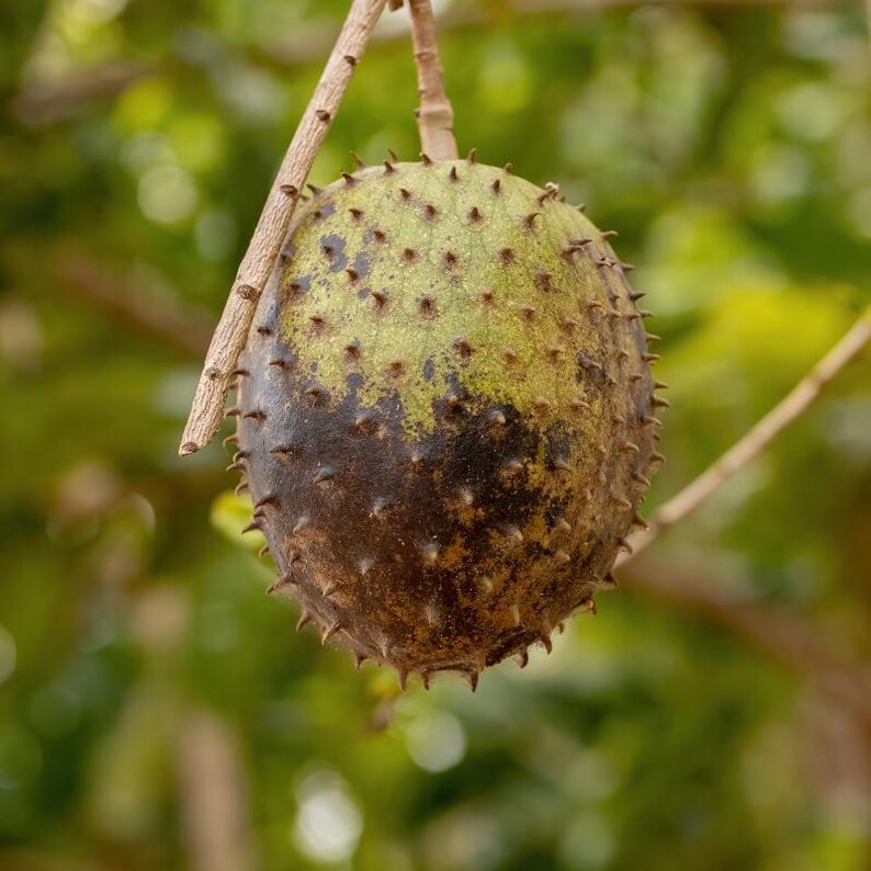 5 à 10 graines de corossol, Annona muricata, Graviola, Guanabana, pawpaw brésilien, graines d'arbre fruitier tropical image 6
