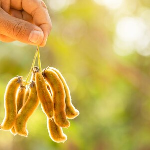 5-10 semillas de Mucuna Pruriens, frijol terciopelo, Mucuna pruriens, Kapikachhu, enredadera tropical, semillas exóticas para jardín imagen 8