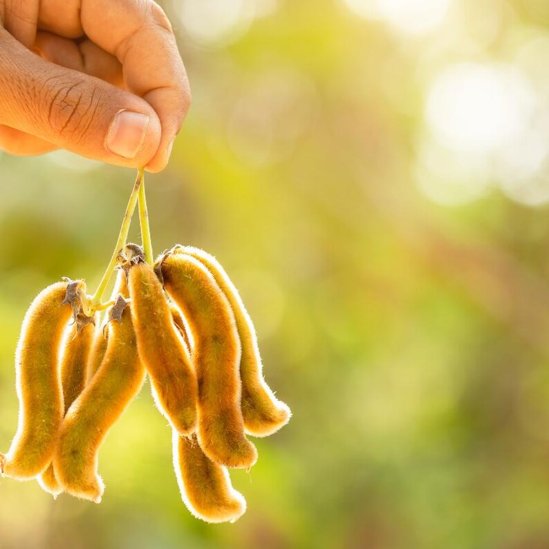 5-10 semillas de Mucuna Pruriens, frijol terciopelo, Mucuna pruriens, Kapikachhu, enredadera tropical, semillas exóticas para jardín imagen 8