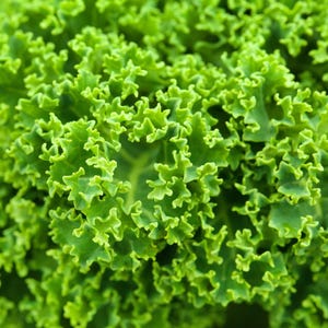 Pu&ograve; includere: Una foglia di cavolo riccio verde brillante caratterizzata da una consistenza densa e strettamente arricciata con bordi ondulati. La superficie mostra varie tonalit&agrave; di verde chiaro e scuro, evidenziando la struttura complessa.