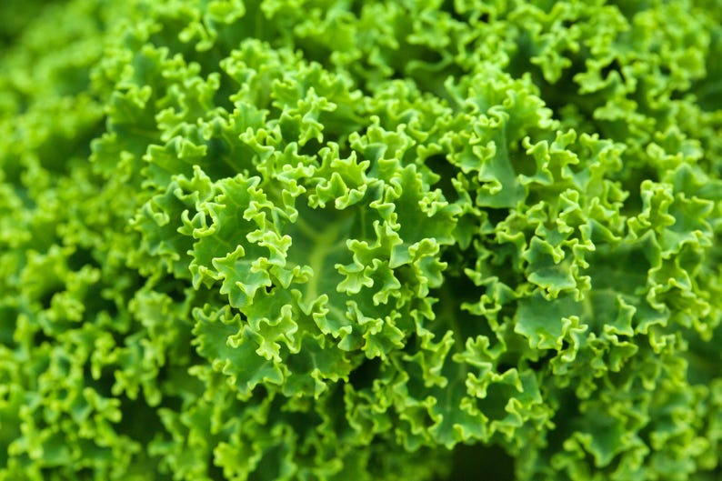 Pu&ograve; includere: Una foglia di cavolo riccio verde brillante caratterizzata da una consistenza densa e strettamente arricciata con bordi ondulati. La superficie mostra varie tonalit&agrave; di verde chiaro e scuro, evidenziando la struttura complessa.