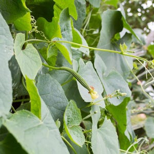 10+ lange groene ribbelpompoenzaden, Luffa acutangula, ribbelpompoen, Indiase groente afbeelding 4