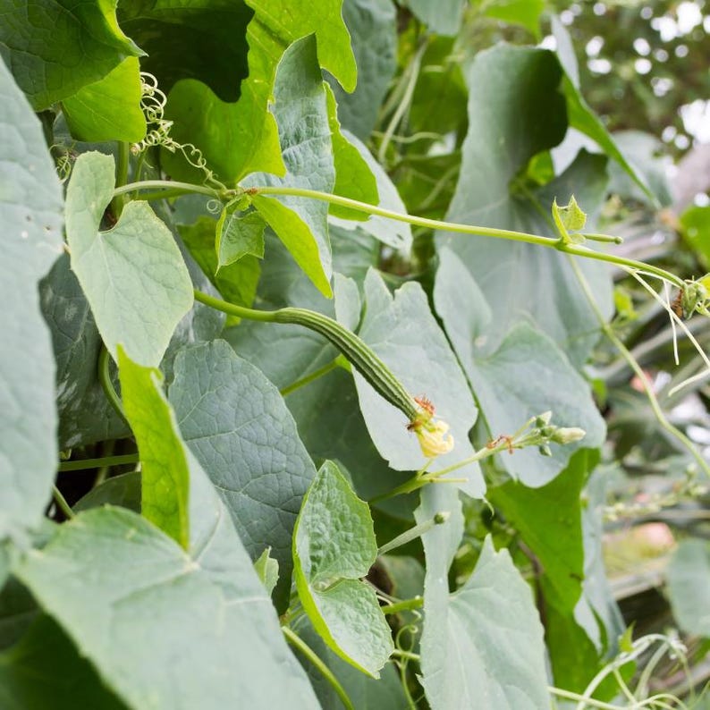10+ lange groene ribbelpompoenzaden, Luffa acutangula, ribbelpompoen, Indiase groente afbeelding 4