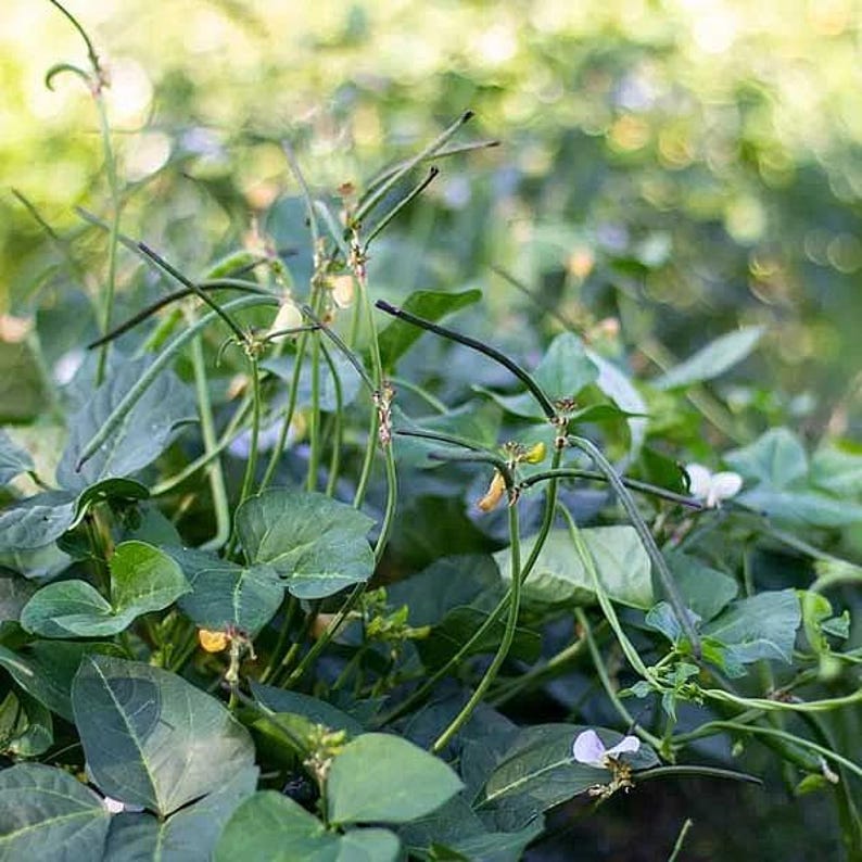 Puede incluir: Una planta de jud&iacute;as verdes con vainas largas, delgadas y de color verde oscuro que se extienden desde tallos finos. La planta tiene hojas verdes anchas y trifoliadas, con peque&ntilde;as flores blancas y amarillo p&aacute;lido entre el follaje.