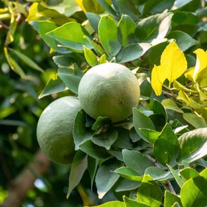 Pu&ograve; includere: Due agrumi rotondi di colore verde chiaro appesi a un ramo tra un denso fogliame verde scuro. I frutti presentano una buccia ruvida e leggermente irregolare, illuminati dalla luce naturale del sole con variazioni di tonalit&agrave;.