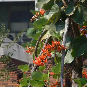 10-20 Flame of the Forest Seeds, Butea Monosperma, Palash, Bastard Teak, Parrot Tree, Bengal Kino, Tropical Flowering Tree Seeds image 7