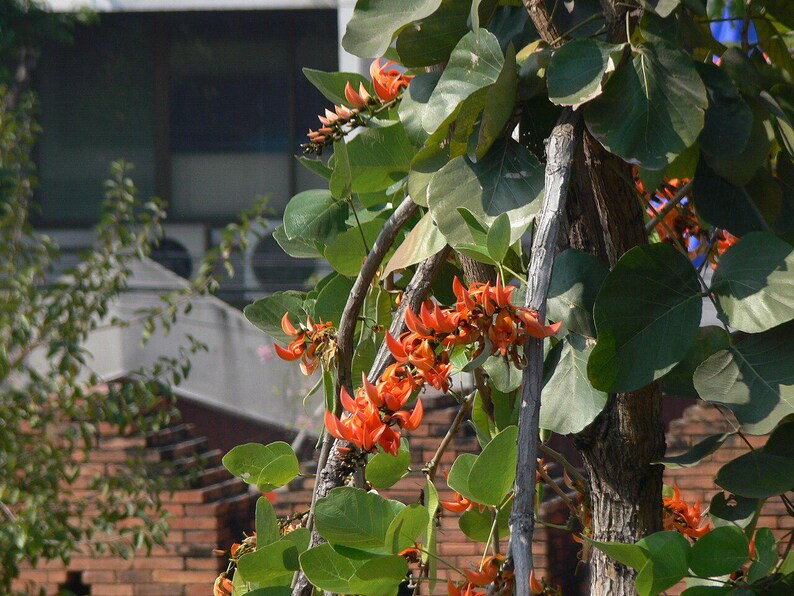 10-20 Flame of the Forest Seeds, Butea Monosperma, Palash, Bastard Teak, Parrot Tree, Bengal Kino, Tropical Flowering Tree Seeds image 7