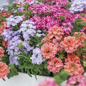Peut inclure: Un groupe dense de fleurs de verveine aux p&eacute;tales panach&eacute;s dans des tons de rose vif, de lavande douce et d'orange corail chaud. Les petites fleurs &agrave; cinq p&eacute;tales sont dispos&eacute;es en t&ecirc;tes arrondies avec des feuilles vertes dentel&eacute;es.