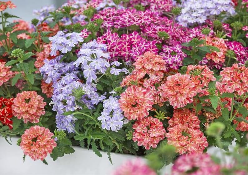 Peut inclure: Un groupe dense de fleurs de verveine aux p&eacute;tales panach&eacute;s dans des tons de rose vif, de lavande douce et d'orange corail chaud. Les petites fleurs &agrave; cinq p&eacute;tales sont dispos&eacute;es en t&ecirc;tes arrondies avec des feuilles vertes dentel&eacute;es.