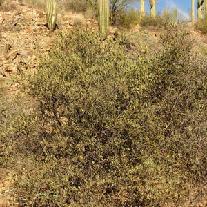 5-10 Jojoba Seeds, Simmondsia Chinensis, Jojoba Plant, Jojoba Shrub, Desert Oilseed Plant Seeds image 6