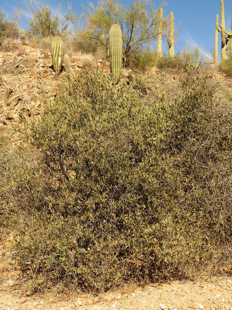5-10 Jojoba Seeds, Simmondsia Chinensis, Jojoba Plant, Jojoba Shrub, Desert Oilseed Plant Seeds image 6