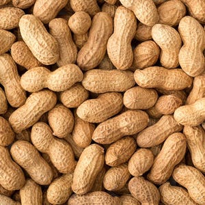 20-100 nasion orzeszków ziemnych, Arachis hypogaea, strączek ziemny zdjęcie 3