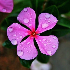 Pu&ograve; includere: Un vibrante fiore di pervinca rosa con cinque petali arrotondati, un centro rosso intenso e numerose gocce d'acqua trasparenti sparse sulla superficie. Il fiore &egrave; circondato da foglie verde scuro che ne esaltano il contrasto.