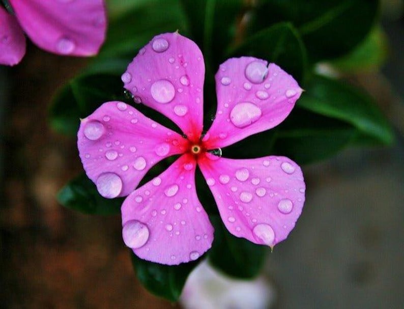 Pu&ograve; includere: Un vibrante fiore di pervinca rosa con cinque petali arrotondati, un centro rosso intenso e numerose gocce d'acqua trasparenti sparse sulla superficie. Il fiore &egrave; circondato da foglie verde scuro che ne esaltano il contrasto.