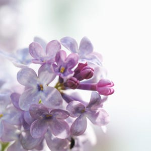 20-50 semillas de lila china, Syringa chinensis, arbusto de flores moradas imagen 7