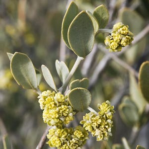 May include: A branch of a shrub featuring small, rounded, matte green leaves and clusters of tiny, bright yellow flowers. The stems are light grey and woody, supporting the foliage and floral growth in a natural, outdoor setting.