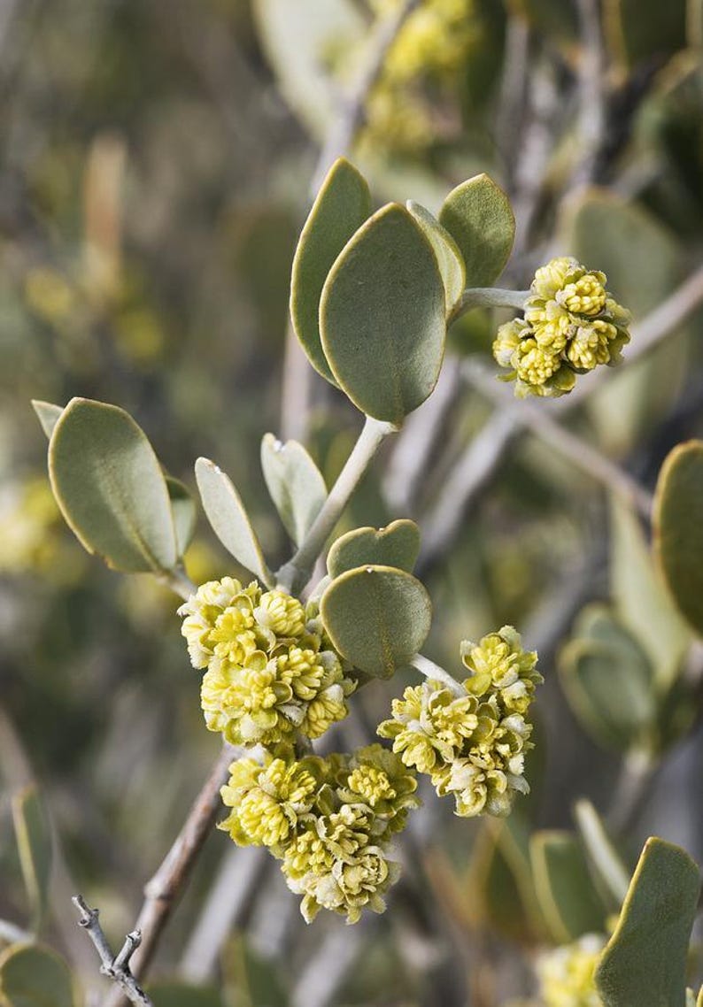 May include: A branch of a shrub featuring small, rounded, matte green leaves and clusters of tiny, bright yellow flowers. The stems are light grey and woody, supporting the foliage and floral growth in a natural, outdoor setting.
