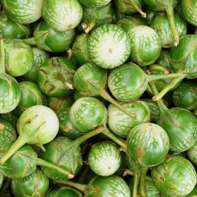 Más de 20 semillas de berenjena sin espinas, Solanum melongena, berenjena morada. imagen 9