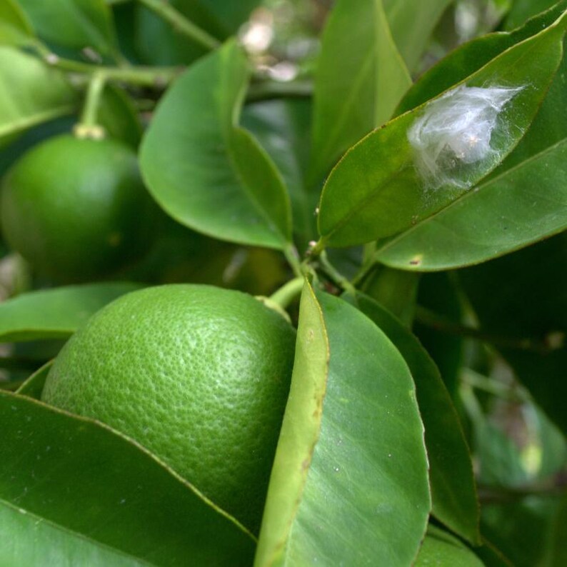 10+ Sweet Orange Seeds, Citrus sinensis, Citrus Tree image 9