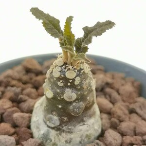 Puede incluir: Una planta suculenta caudex con un tallo oscuro, bulboso y texturizado que presenta marcas circulares claras. La planta tiene varias hojas peque&ntilde;as, dentadas y de color verde oliva que brotan de la parte superior, en una maceta con grava marr&oacute;n.