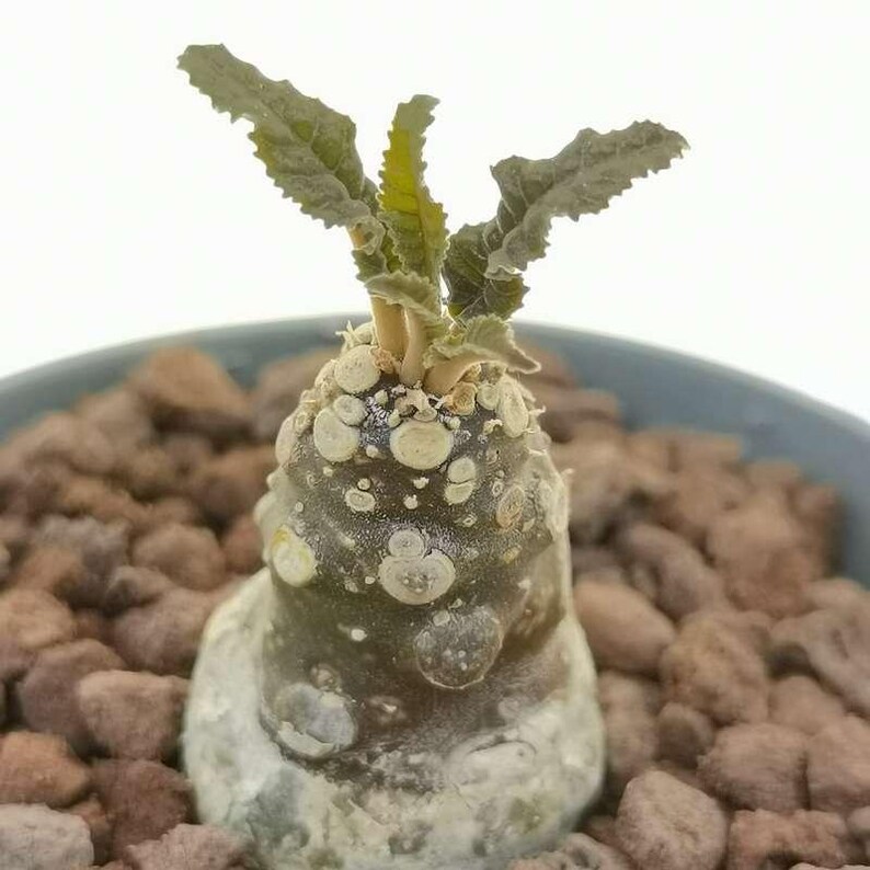 Puede incluir: Una planta suculenta caudex con un tallo oscuro, bulboso y texturizado que presenta marcas circulares claras. La planta tiene varias hojas peque&ntilde;as, dentadas y de color verde oliva que brotan de la parte superior, en una maceta con grava marr&oacute;n.