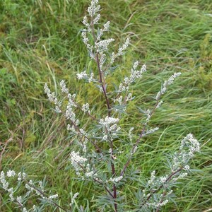 Über 200 Samen des Gemeinen Beifußes (Artemisia vulgaris), einer wilden, aromatischen Pflanze Bild 3