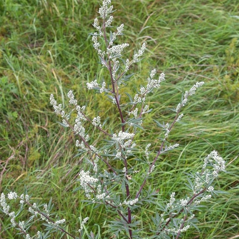 Über 200 Samen des Gemeinen Beifußes (Artemisia vulgaris), einer wilden, aromatischen Pflanze Bild 3