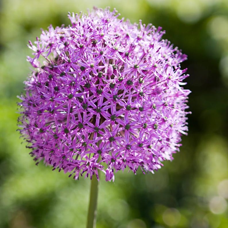 Más de 30 semillas de Allium de flores moradas, Allium atropurpureum, cebolla ornamental imagen 9