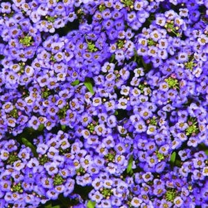 Pode incluir: Um denso aglomerado de pequenas flores de quatro p&eacute;talas em tons vibrantes de roxo e violeta. Cada pequena flor apresenta um centro amarelo-esverdeado distinto, criando um padr&atilde;o floral texturizado e cont&iacute;nuo que preenche todo o quadro.
