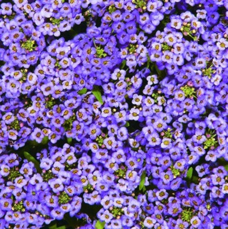 Pode incluir: Um denso aglomerado de pequenas flores de quatro p&eacute;talas em tons vibrantes de roxo e violeta. Cada pequena flor apresenta um centro amarelo-esverdeado distinto, criando um padr&atilde;o floral texturizado e cont&iacute;nuo que preenche todo o quadro.