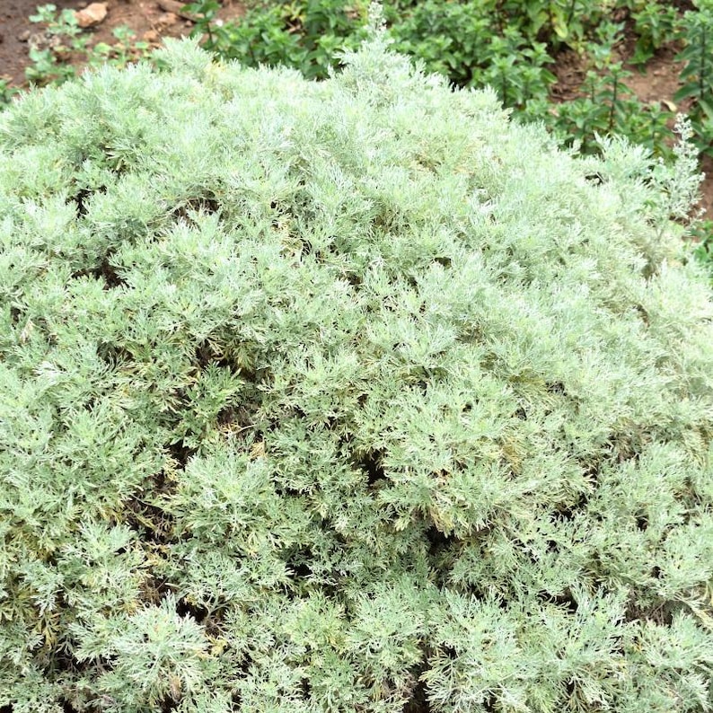 100-500 Wormwood Seeds, Artemisia absinthium, Silver Aromatic Herb image 2