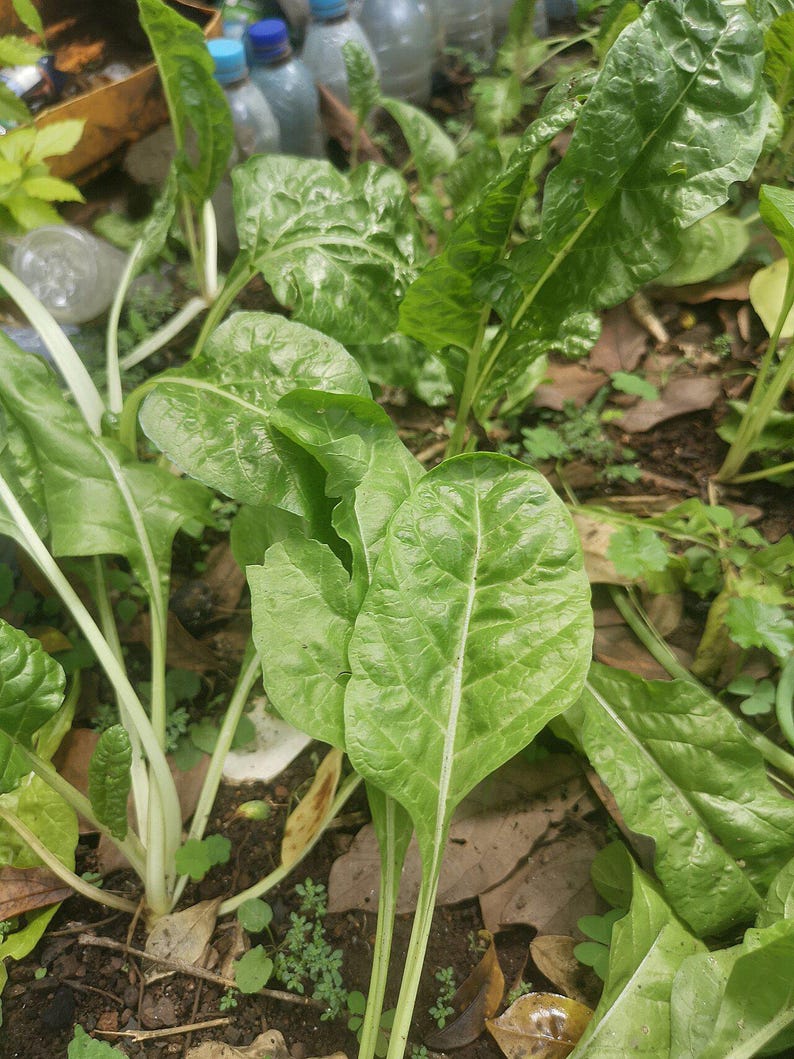 200+ nasion szpinaku matador, Spinacia oleracea, szpinak o gładkich liściach, warzywo ogrodowe zdjęcie 3