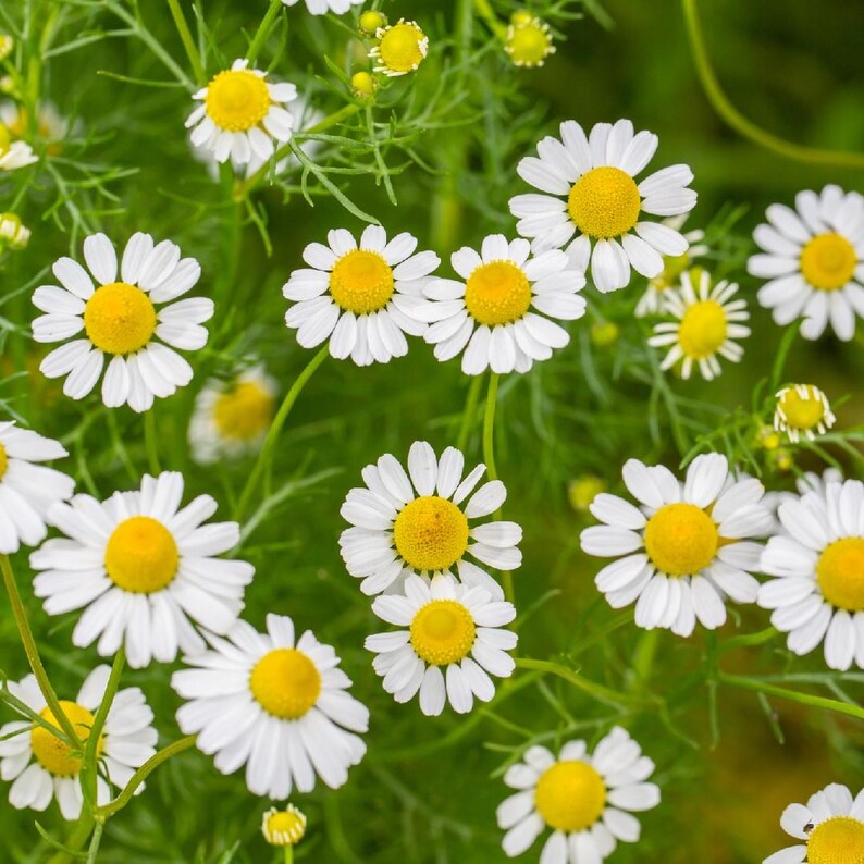 Puede incluir: Un grupo de flores de manzanilla con centros de color amarillo brillante rodeados de delicados p&eacute;talos blancos. Las flores se encuentran sobre un fondo de tallos finos de color verde vibrante y follaje plumoso, creando un arreglo floral denso.