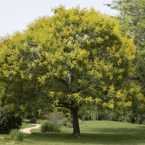 Puede incluir: Un &aacute;rbol grande y maduro con un tronco grueso de color marr&oacute;n oscuro y una copa densa y redondeada. Las ramas est&aacute;n cubiertas por una mezcla de follaje verde intenso y racimos de flores de color amarillo brillante y dorado.