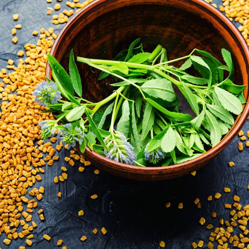 100+ Fenugreek Seeds, Trigonella foenum-graecum, Methi Herb, Culinary Herb image 7
