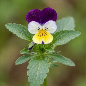 K&ouml;nnte beinhalten: Ein einzelnes Stiefm&uuml;tterchen mit zwei dunkelvioletten oberen Bl&uuml;tenbl&auml;ttern, zwei wei&szlig;en seitlichen Bl&uuml;tenbl&auml;ttern und einem gelben unteren Bl&uuml;tenblatt mit dunklen Adern. Die Bl&uuml;te sitzt an einem gr&uuml;nen St&auml;ngel mit gezackten, hellgr&uuml;nen Bl&auml;ttern.