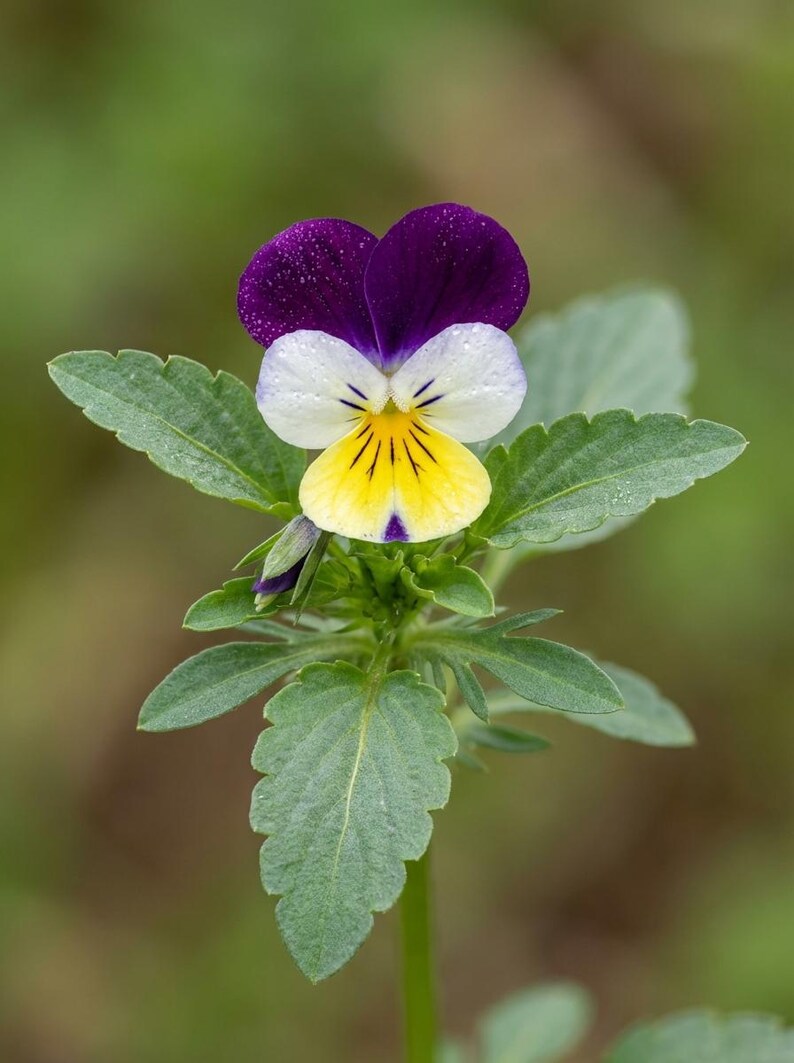 K&ouml;nnte beinhalten: Ein einzelnes Stiefm&uuml;tterchen mit zwei dunkelvioletten oberen Bl&uuml;tenbl&auml;ttern, zwei wei&szlig;en seitlichen Bl&uuml;tenbl&auml;ttern und einem gelben unteren Bl&uuml;tenblatt mit dunklen Adern. Die Bl&uuml;te sitzt an einem gr&uuml;nen St&auml;ngel mit gezackten, hellgr&uuml;nen Bl&auml;ttern.