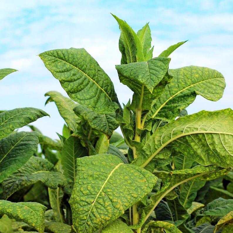 Puede incluir: Una planta de tabaco con hojas verdes grandes, anchas y texturizadas que presentan manchas amarillas visibles y venas prominentes. La planta tiene un tallo central grueso y crece hacia arriba con m&uacute;ltiples capas de follaje.