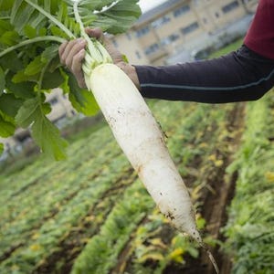 Op de afbeelding: Een grote, langwerpige witte daikon-radijs met lange, levendig groene bladeren. De wortelgroente heeft een gladde, bleke schil met lichte grondsporen bij de puntige onderkant, rechtop gehouden tegen de achtergrond van een akker.