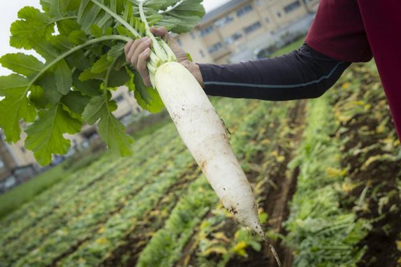 Op de afbeelding: Een grote, langwerpige witte daikon-radijs met lange, levendig groene bladeren. De wortelgroente heeft een gladde, bleke schil met lichte grondsporen bij de puntige onderkant, rechtop gehouden tegen de achtergrond van een akker.