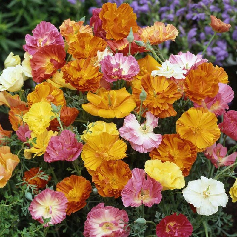 May include: A dense cluster of California poppies featuring ruffled petals in vibrant shades of orange, yellow, pink, and white. The flowers display delicate, thin petals with a silky texture, growing on slender green stems with fine, feathery foliage.