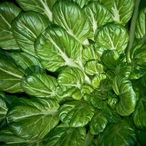 Puede incluir: Una vibrante planta de bok choy con numerosas hojas redondeadas, de color verde oscuro brillante y con prominentes nervaduras centrales gruesas de color blanco p&aacute;lido. Las hojas est&aacute;n dispuestas en una roseta densa.