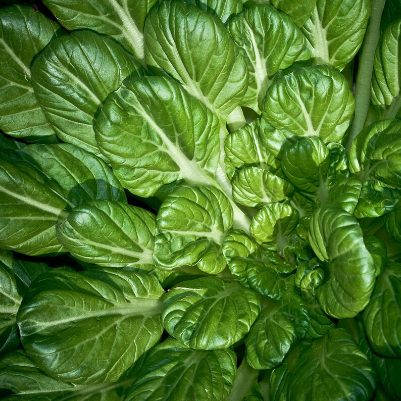 Puede incluir: Una vibrante planta de bok choy con numerosas hojas redondeadas, de color verde oscuro brillante y con prominentes nervaduras centrales gruesas de color blanco p&aacute;lido. Las hojas est&aacute;n dispuestas en una roseta densa.