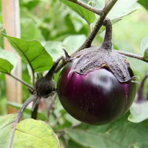 Puede incluir: Una berenjena redonda de color morado intenso que cuelga de un tallo verde en una planta. La verdura tiene una piel lisa y brillante y un c&aacute;liz verde oscuro texturizado en la parte superior. La planta presenta hojas anchas de color verde claro.