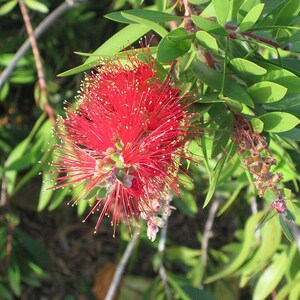 100-300 Samen der Trauer-Zylinderbürste (Melaleuca viminalis, Callistemon viminalis, Rote Zylinderbürste), 100+ Samen Bild 7