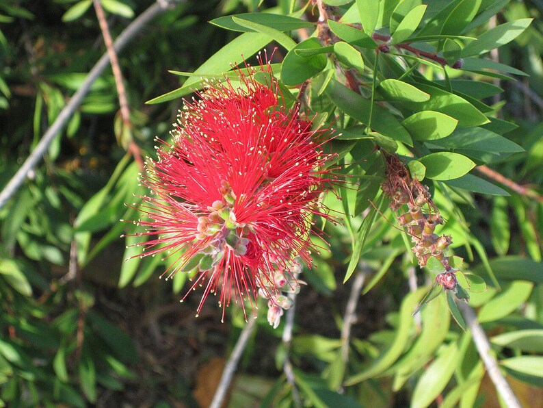 100-300 Samen der Trauer-Zylinderbürste (Melaleuca viminalis, Callistemon viminalis, Rote Zylinderbürste), 100+ Samen Bild 7