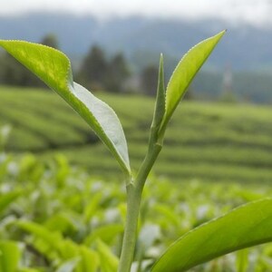May include: A vibrant green tea plant shoot featuring two delicate, pointed leaves and a central bud extending upwards from a slender stem, showcasing the fresh growth of a tea plant in a field with soft, blurred green foliage in the background.