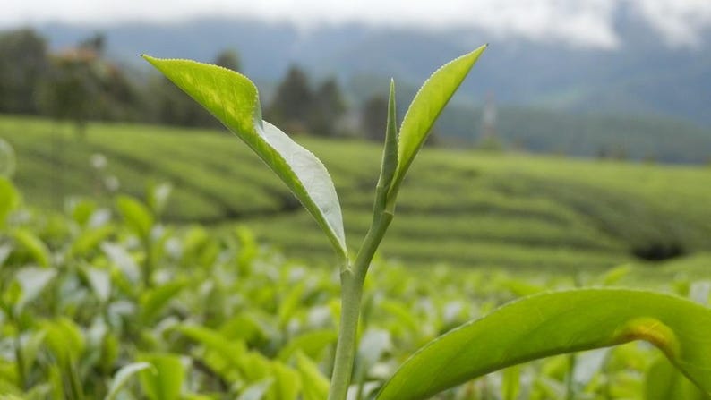 May include: A vibrant green tea plant shoot featuring two delicate, pointed leaves and a central bud extending upwards from a slender stem, showcasing the fresh growth of a tea plant in a field with soft, blurred green foliage in the background.